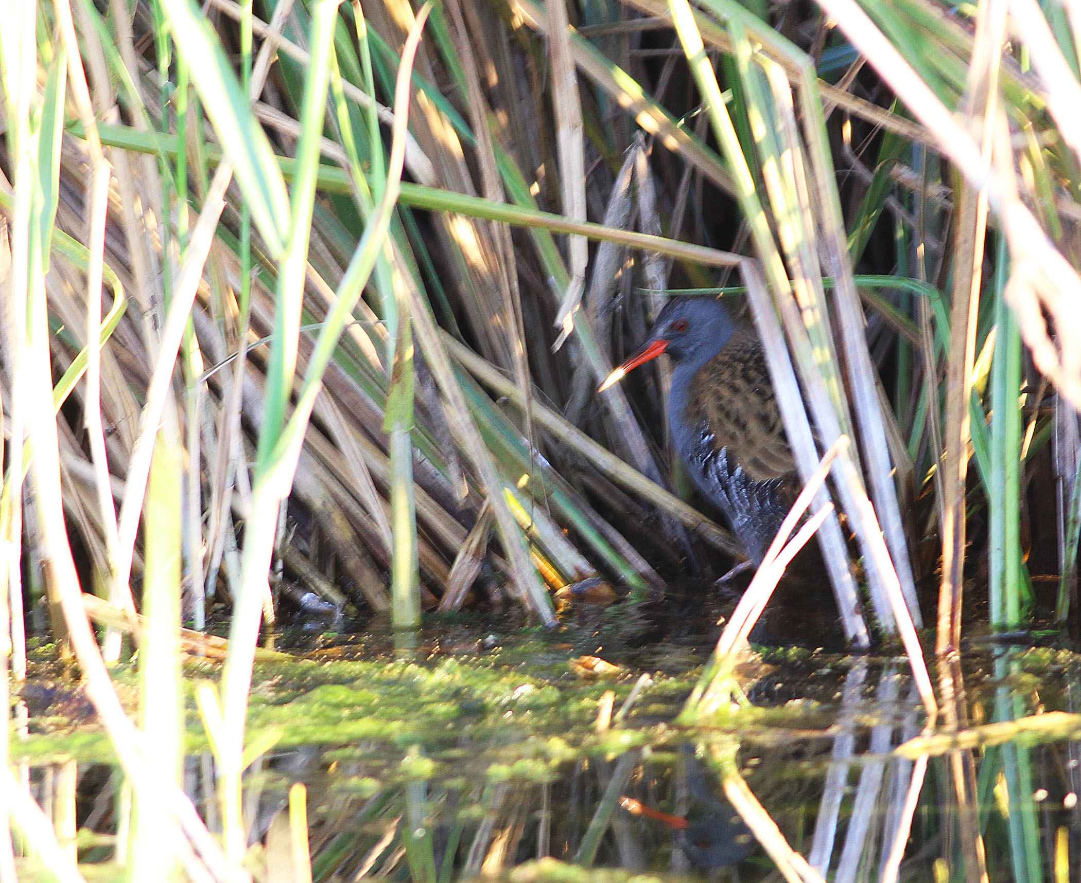 Water Rail